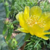 marilyn_harvey